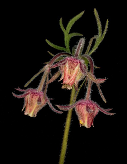 Geum triflorum 18-9331.jpg